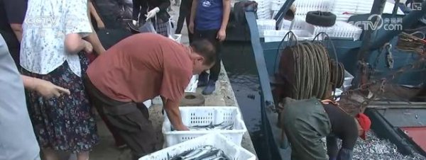 嘉创配资 耕海牧渔鱼虾满仓、土地轮作增效益 科技赋能绘就金秋好“丰”景